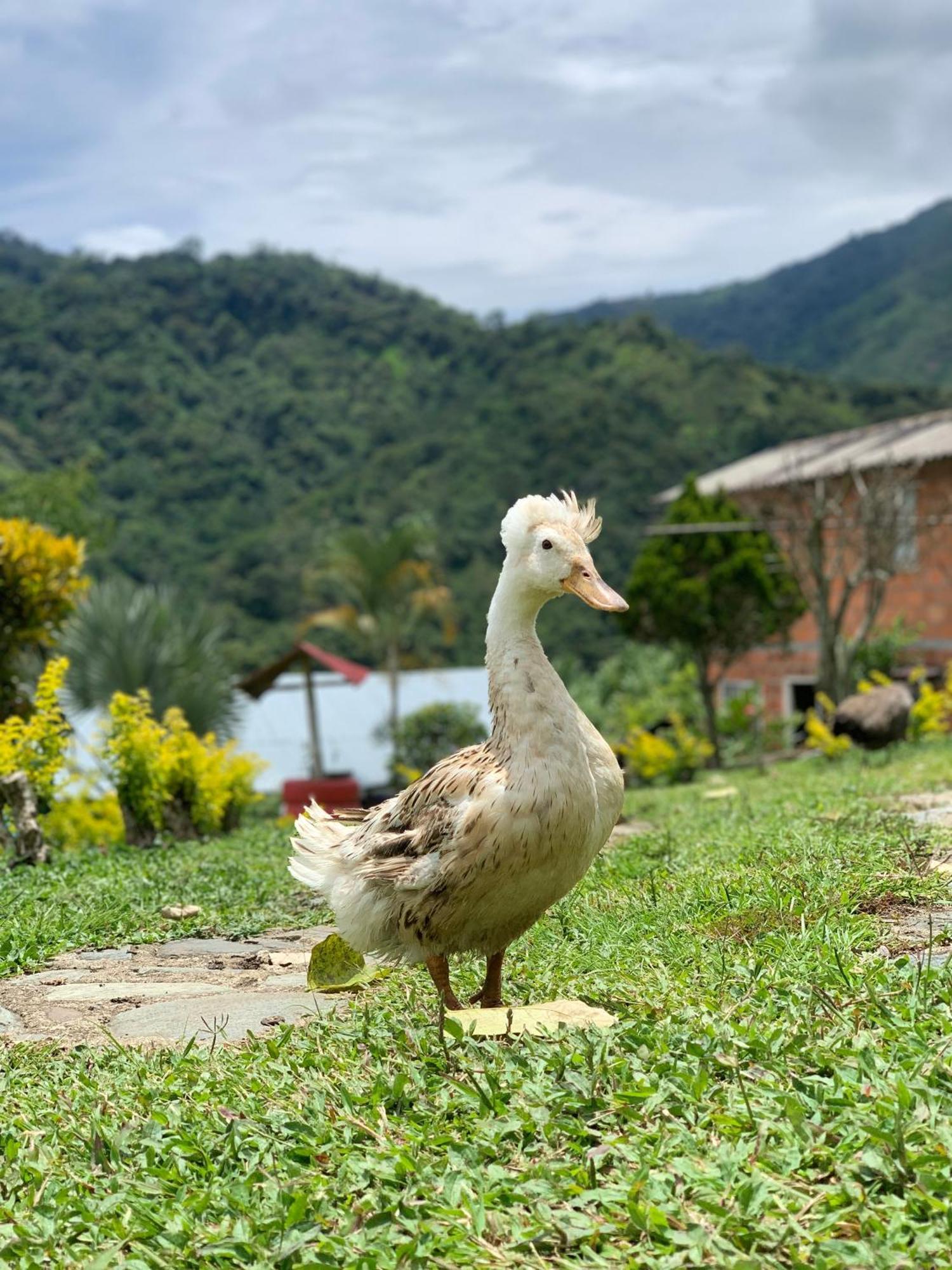 Finca Ecoparaiso Ibagué Exterior foto